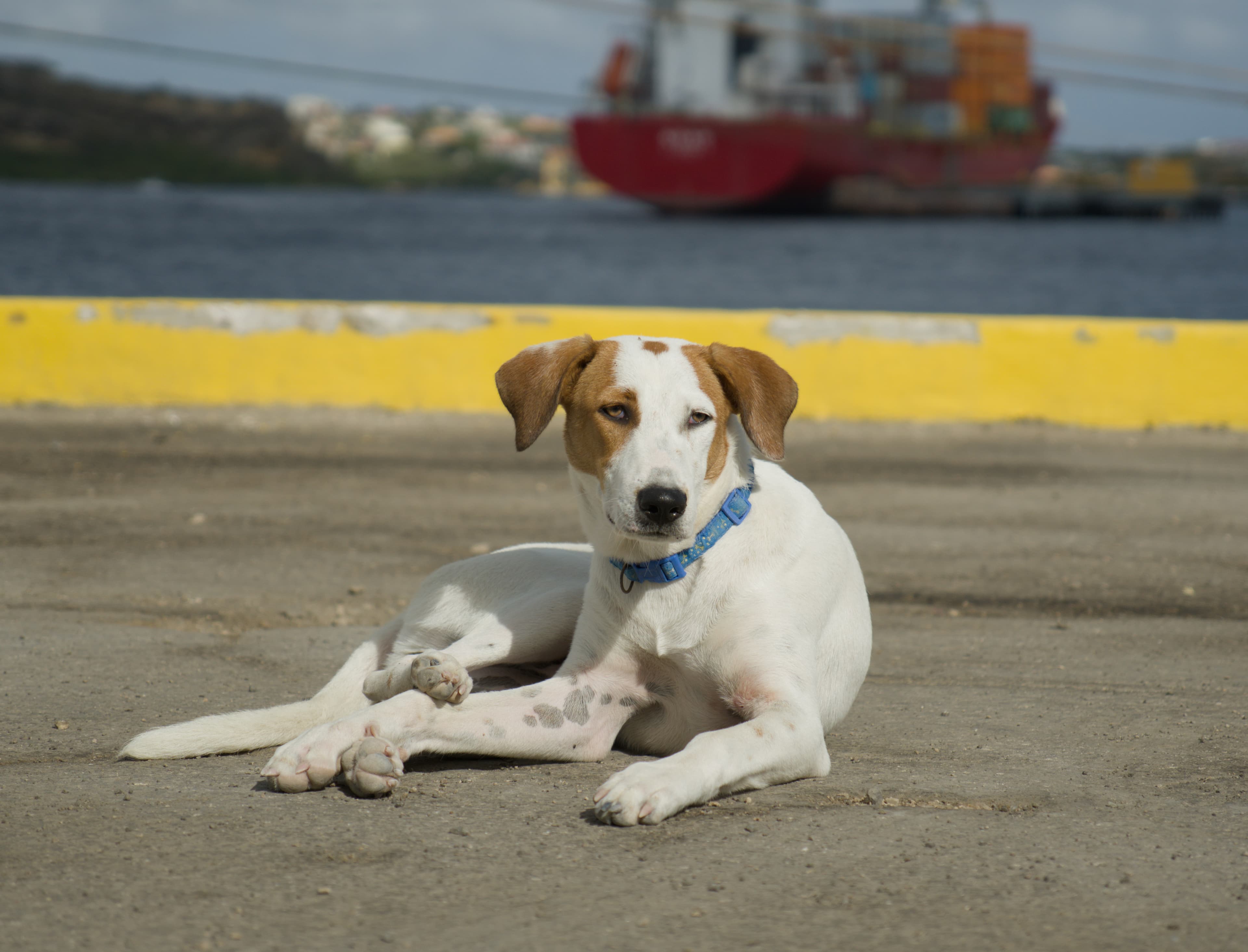 Hond Op De Waterkant